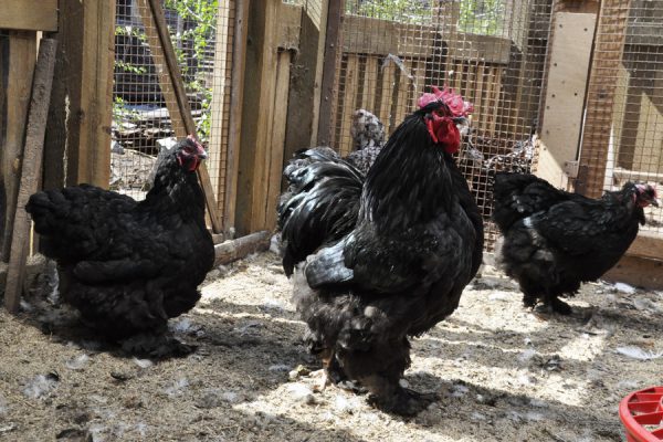 Описание породы кур кохинхины: голубые, черные, мраморные, белые, палевые