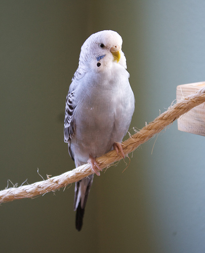 чистотелый