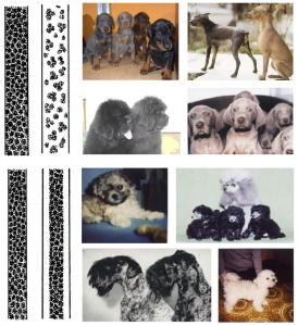 генетика собак