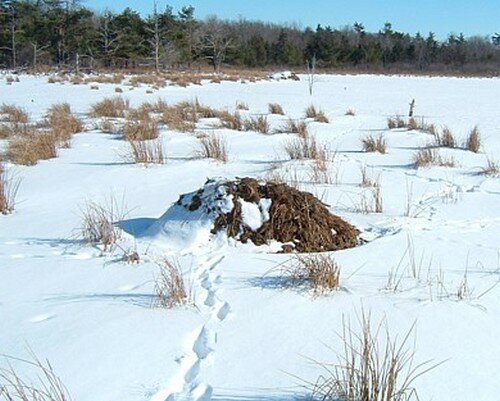 хатка ондатра