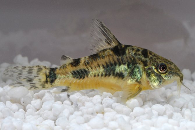 Крапчатый сом коридорас: уход и содержание аквариумного чистильщика