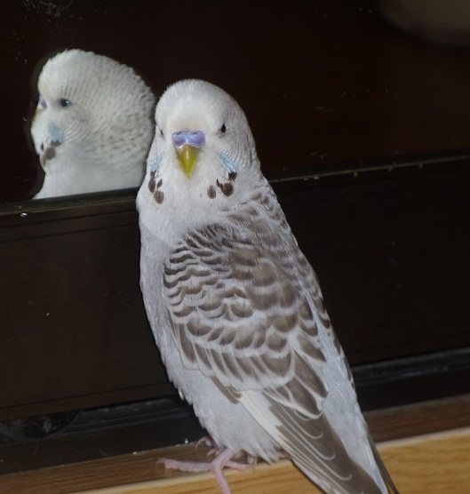 коричный опалин