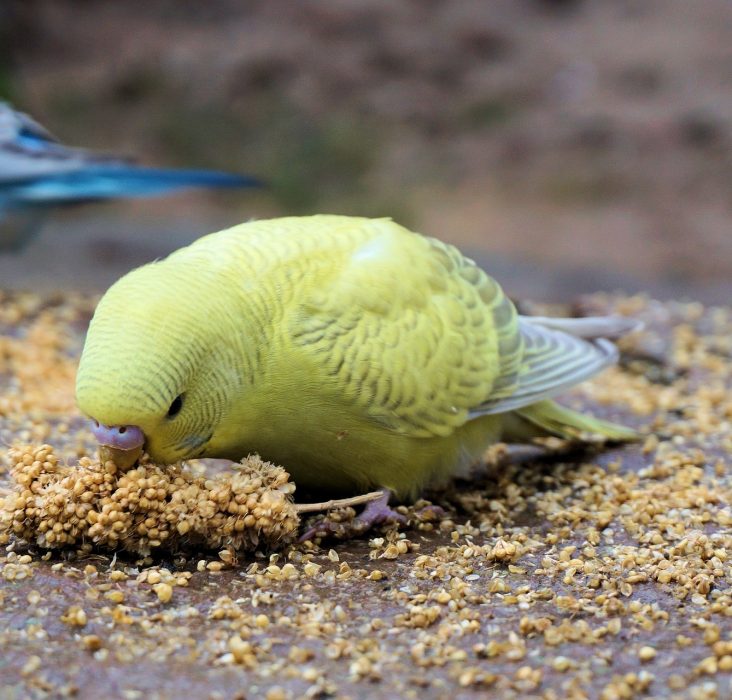 коричный попугай