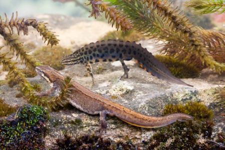 самцы и самки саламандры