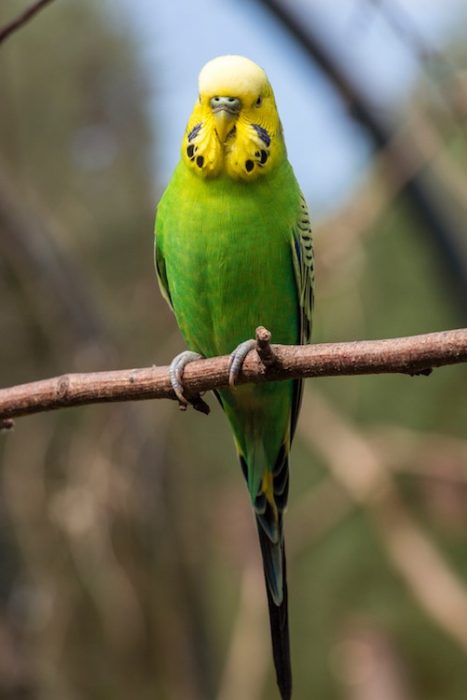 parakeet