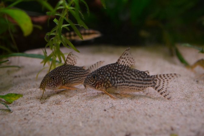 Крапчатый сом коридорас: уход и содержание аквариумного чистильщика