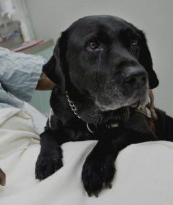 собака дорадо