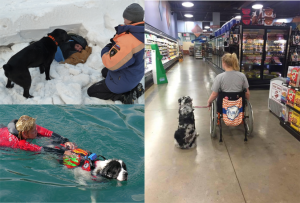 Собаки-помощники