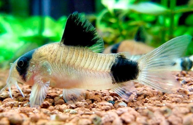 Крапчатый сом коридорас: уход и содержание аквариумного чистильщика