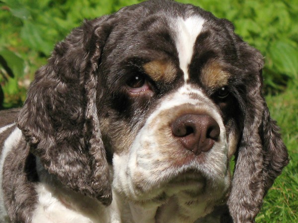 Фотогалерея сколько живет американский кокер спаниель фото - 5 Фотогалерея сколько живет американский кокер спаниель фото - 5