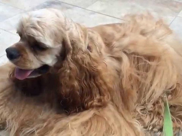 Фотогалерея сколько живет американский кокер спаниель фото - 6 Фотогалерея сколько живет американский кокер спаниель фото - 6