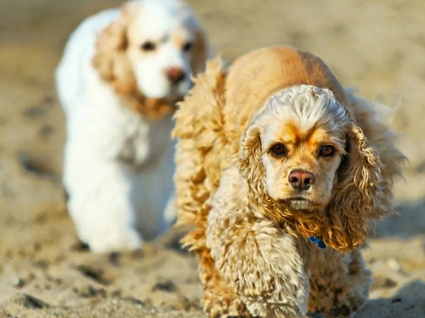 Фотогалерея сколько живет американский кокер спаниель фото - 7 Фотогалерея сколько живет американский кокер спаниель фото - 7