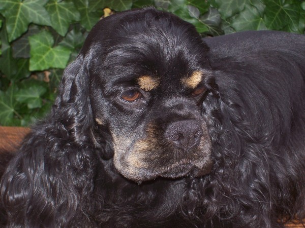 Фотогалерея сколько живет американский кокер спаниель фото - 8 Фотогалерея сколько живет американский кокер спаниель фото - 8