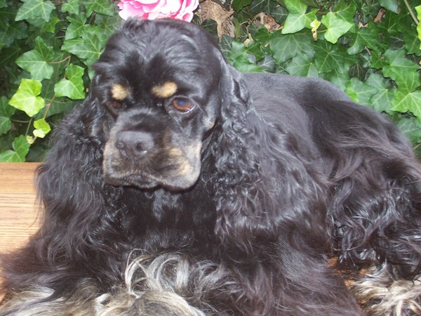 Фотогалерея сколько живет американский кокер спаниель фото - 9 Фотогалерея сколько живет американский кокер спаниель фото - 9