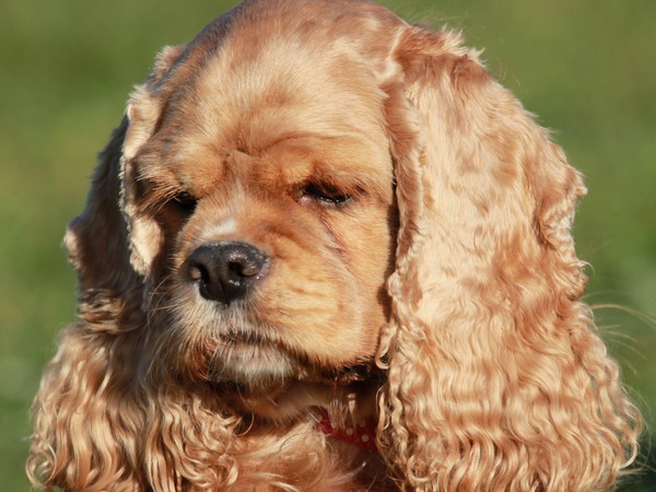 Фотогалерея сколько живет американский кокер спаниель фото - 10 Фотогалерея сколько живет американский кокер спаниель фото - 10