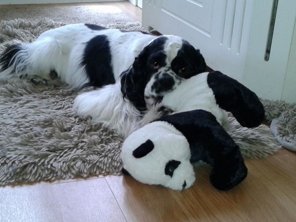 Фотогалерея сколько живет американский кокер спаниель фото - 2 Фотогалерея сколько живет американский кокер спаниель фото - 2