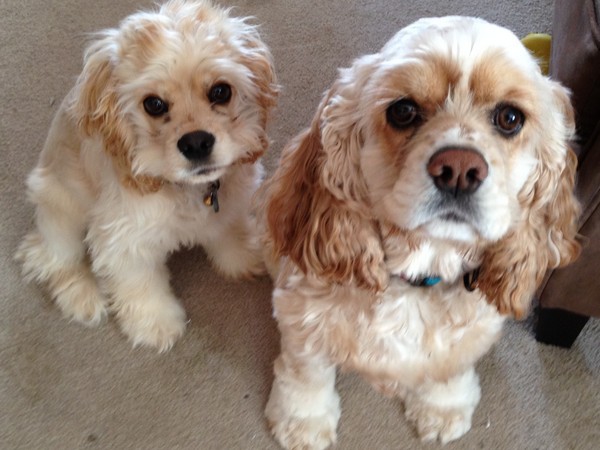 Фотогалерея сколько живет американский кокер спаниель фото - 3 Фотогалерея сколько живет американский кокер спаниель фото - 3