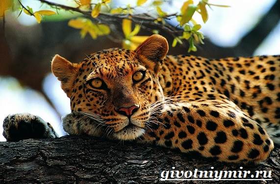 Животные-красной-книги-России-1