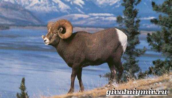 Животные-Красная книга-России-10