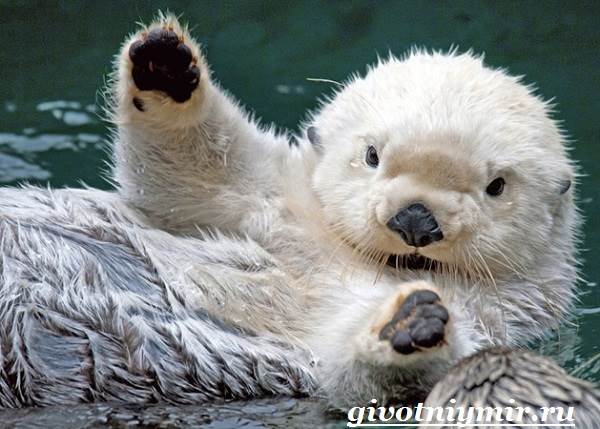 Животные-красной-книги-России-10