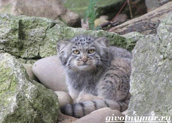 Животные-красной-книги-России-11