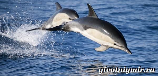 Животные-Красная книга-России-12