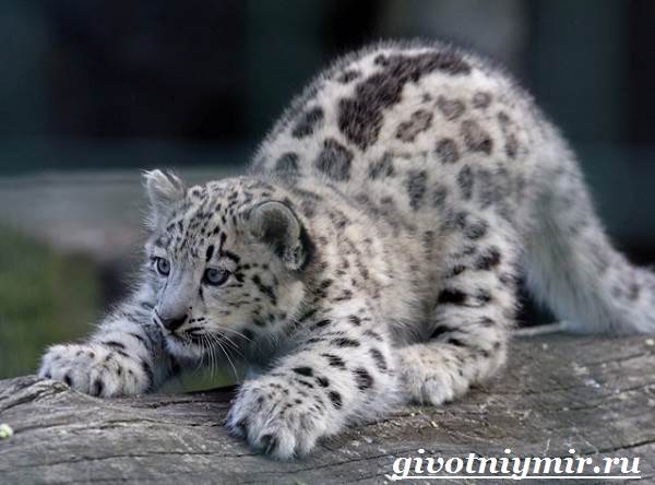 Животные-красной-книги-России-12