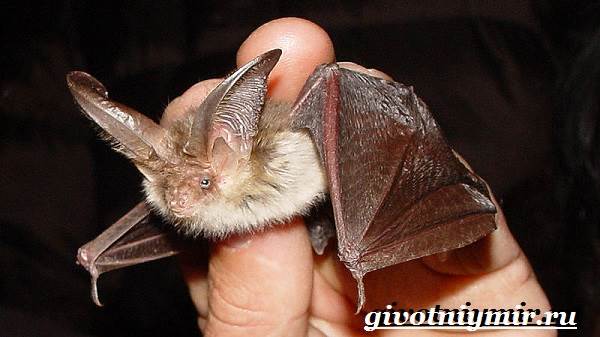 Животные-Красная книга-России-13