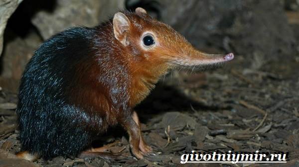 Животные-Красная книга-России-14