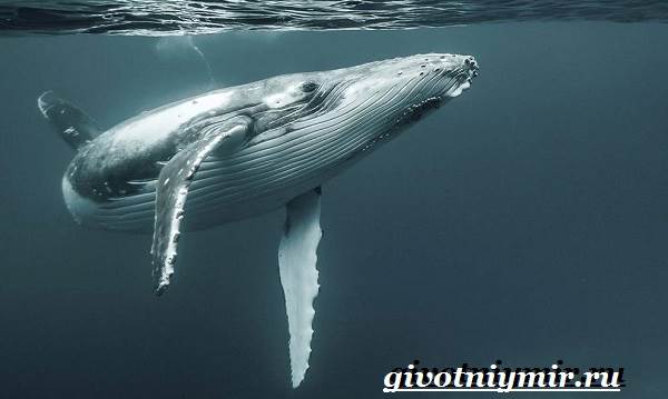 Животные-Красная книга-России-15