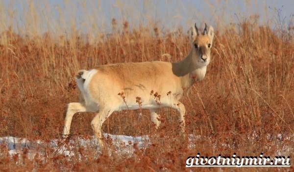 Животные-Красная книга-России-16