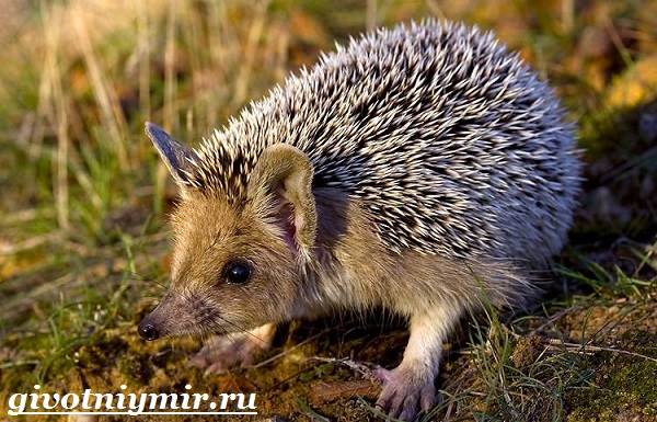 Животные-красной-книги-России-16