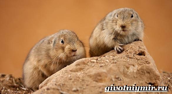 Животные-Красная книга-России-17