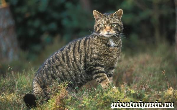 Животные-Красная книга-России-19