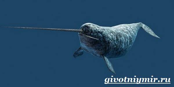 Животные-красной-книги-России-2