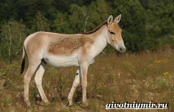 Животные-Красная книга-России-20