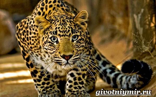 Животные-Красная книга-России-21