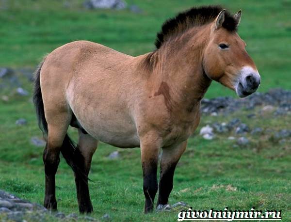 Животные-Красная книга-России-22