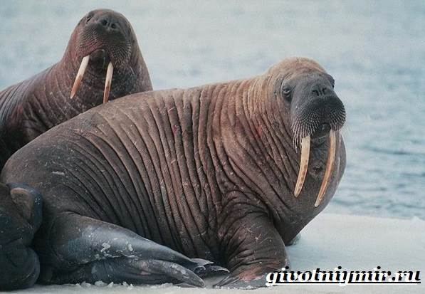 Животные-Красная книга-России-23