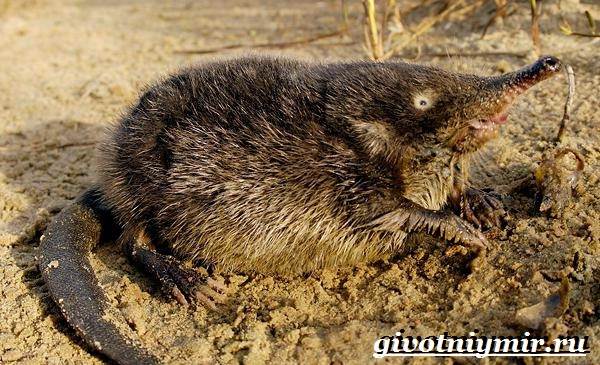 Животные-Красная книга-России-24