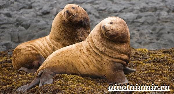 Животные-Красная книга-России-26