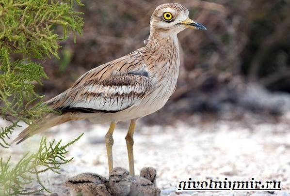 Животное-Красная книга-России-27