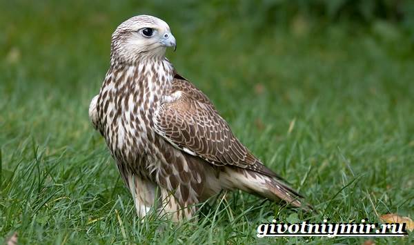 Животные-Красная книга-России-28