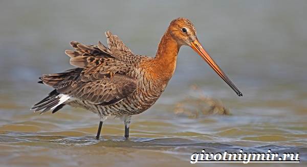 Животные-Красная книга-России-29