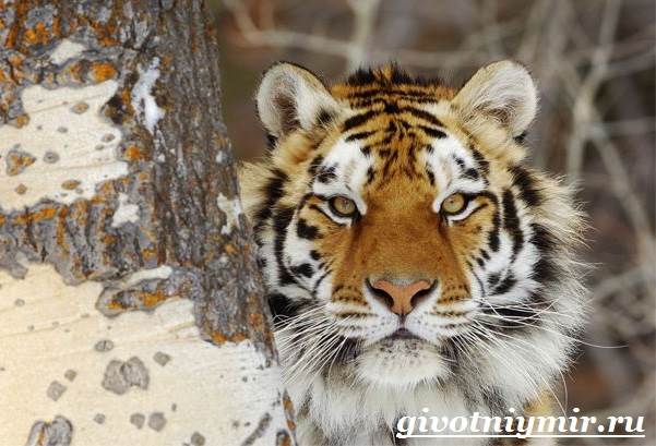 Животные-красной-книги-России-3