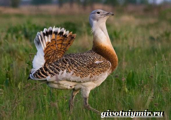 Животные-Красная книга-России-30