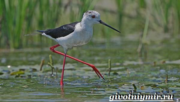 Животные-Красная книга-России-31