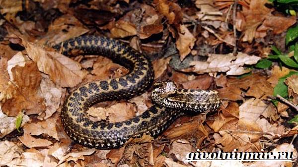 Животные-Красная книга-России-32