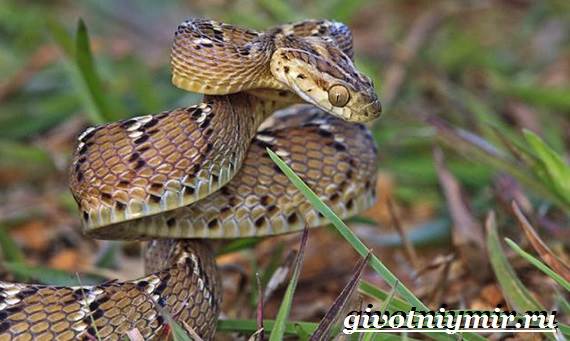 Животные-Красная книга-России-33