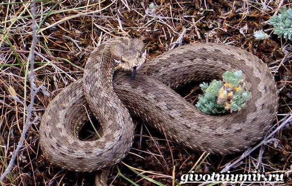 Животные-Красная книга-России-34